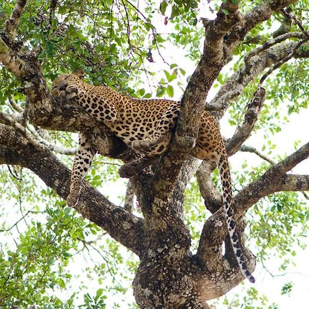 Yala Wild Hut - Yala Hotel ทิซซามาฮารามา ภายนอก รูปภาพ