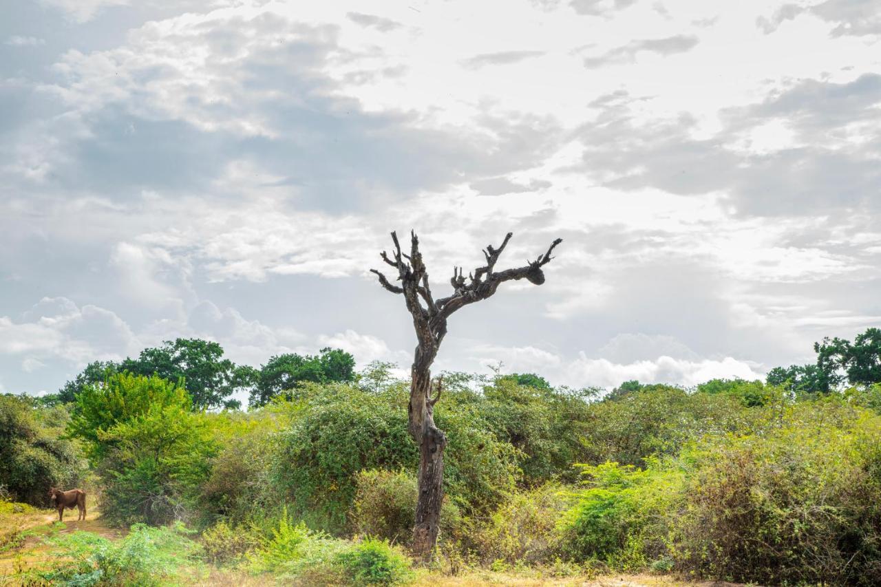 Yala Wild Hut - Yala Hotel ทิซซามาฮารามา ภายนอก รูปภาพ