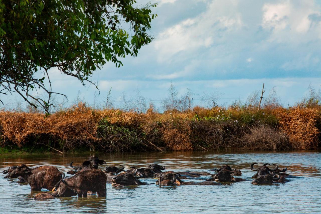 Yala Wild Hut - Yala Hotel ทิซซามาฮารามา ภายนอก รูปภาพ