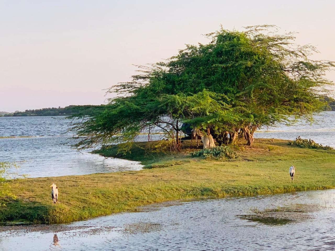 Yala Wild Hut - Yala Hotel ทิซซามาฮารามา ภายนอก รูปภาพ