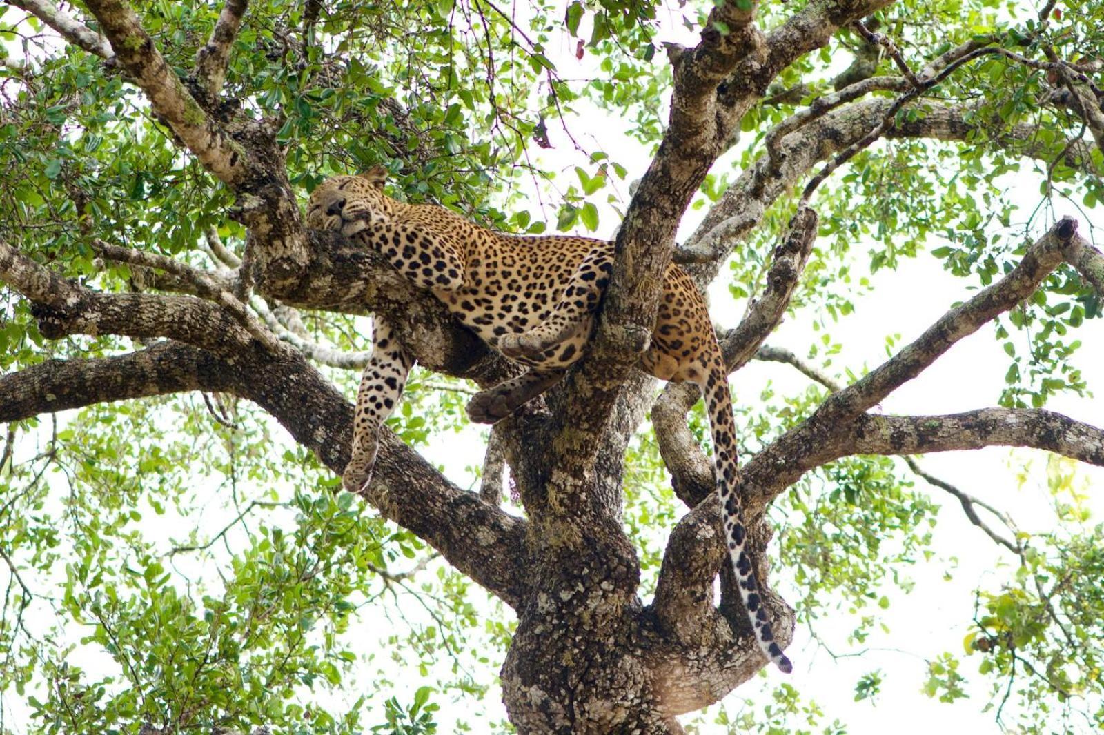 Yala Wild Hut - Yala Hotel ทิซซามาฮารามา ภายนอก รูปภาพ